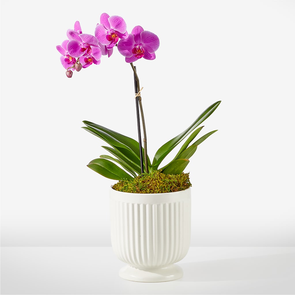 Friendly Fuchsia Orchid – BELLE'S FLOWERS, Huntington Beach CA