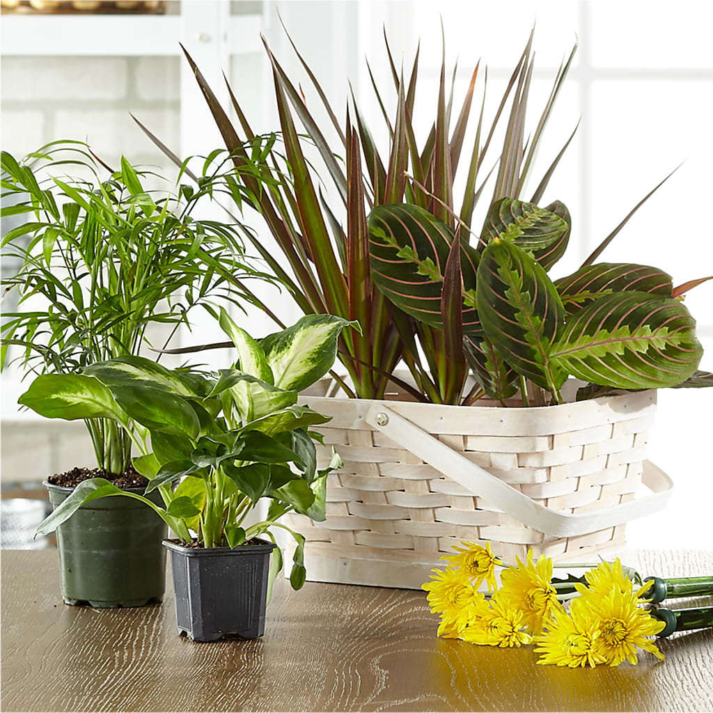 Florist Designed Blooming and Green Plants in a Basket – BELLE'S FLOWERS, Huntington Beach CA