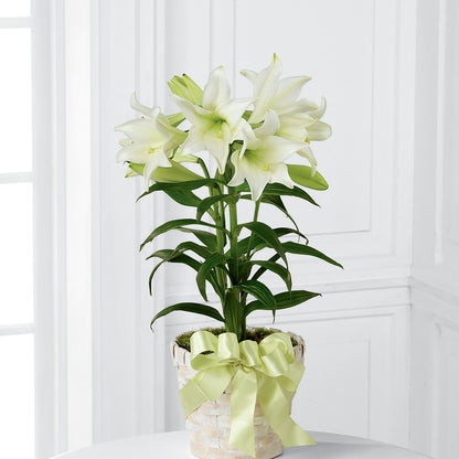 Easter Lily Plant – BELLE'S FLOWERS, Huntington Beach CA