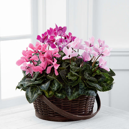 Mixed Cyclamen Planter – BELLE'S FLOWERS, Huntington Beach CA