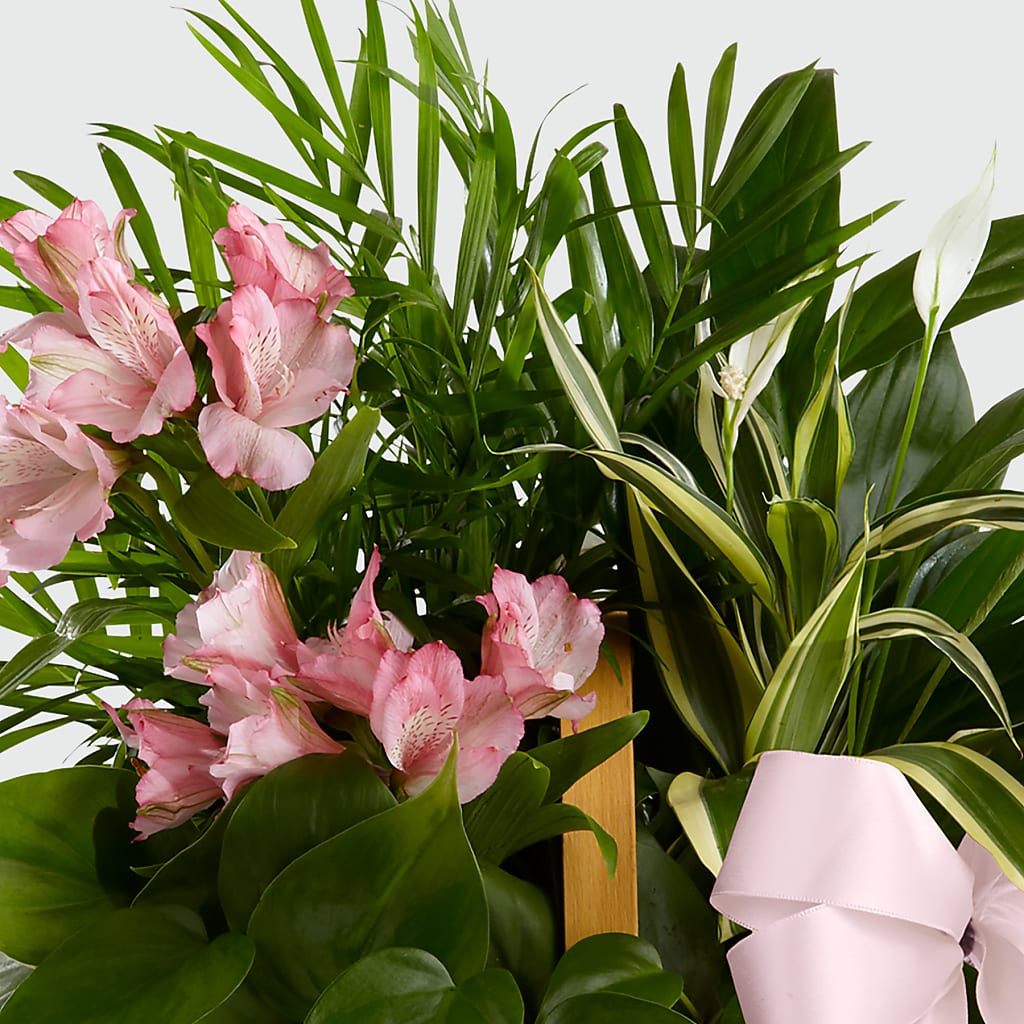 Living Spirit Dishgarden – BELLE'S FLOWERS, Huntington Beach CA